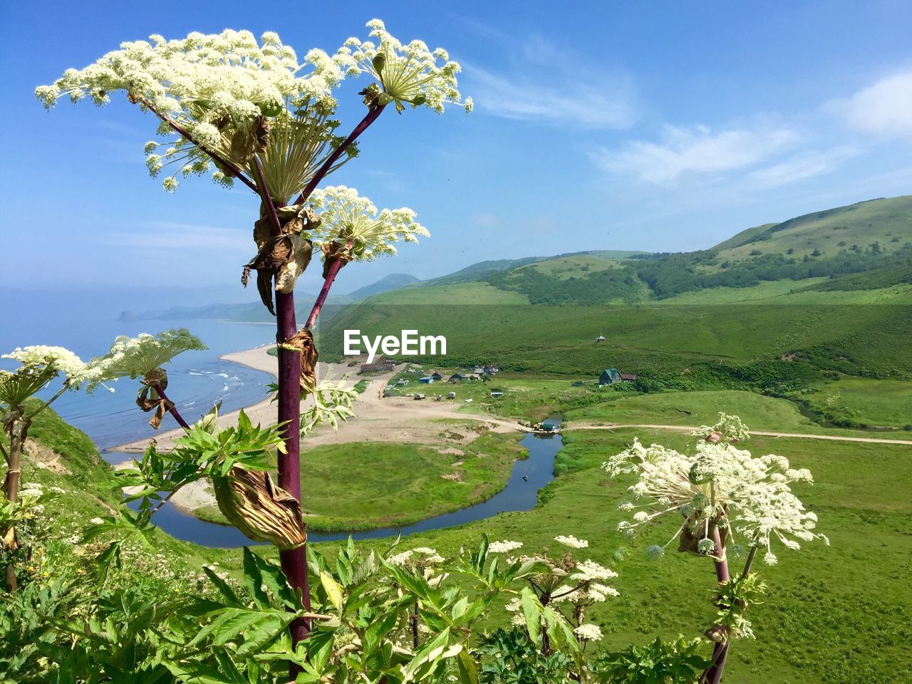 Close-up of flower tree on landscape against blue sky