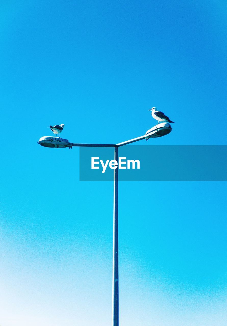 LOW ANGLE VIEW OF BIRD PERCHING ON CABLE AGAINST CLEAR BLUE SKY