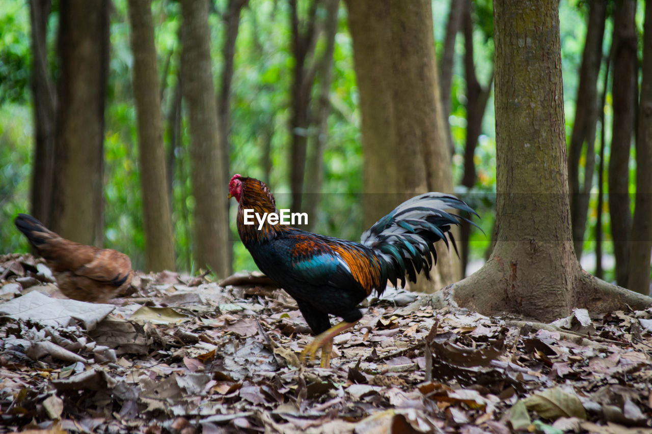 Roosters on leaves covered field