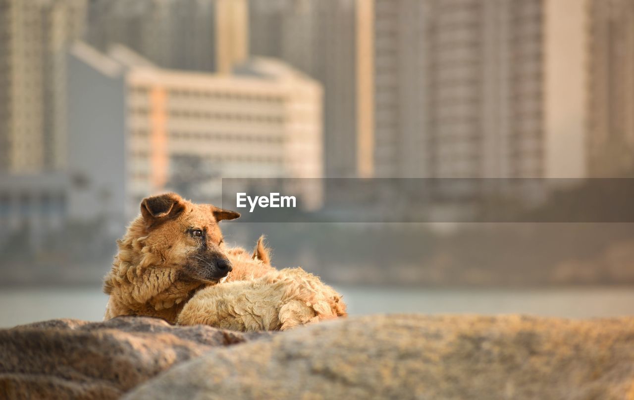 VIEW OF A DOG SITTING ON A WALL