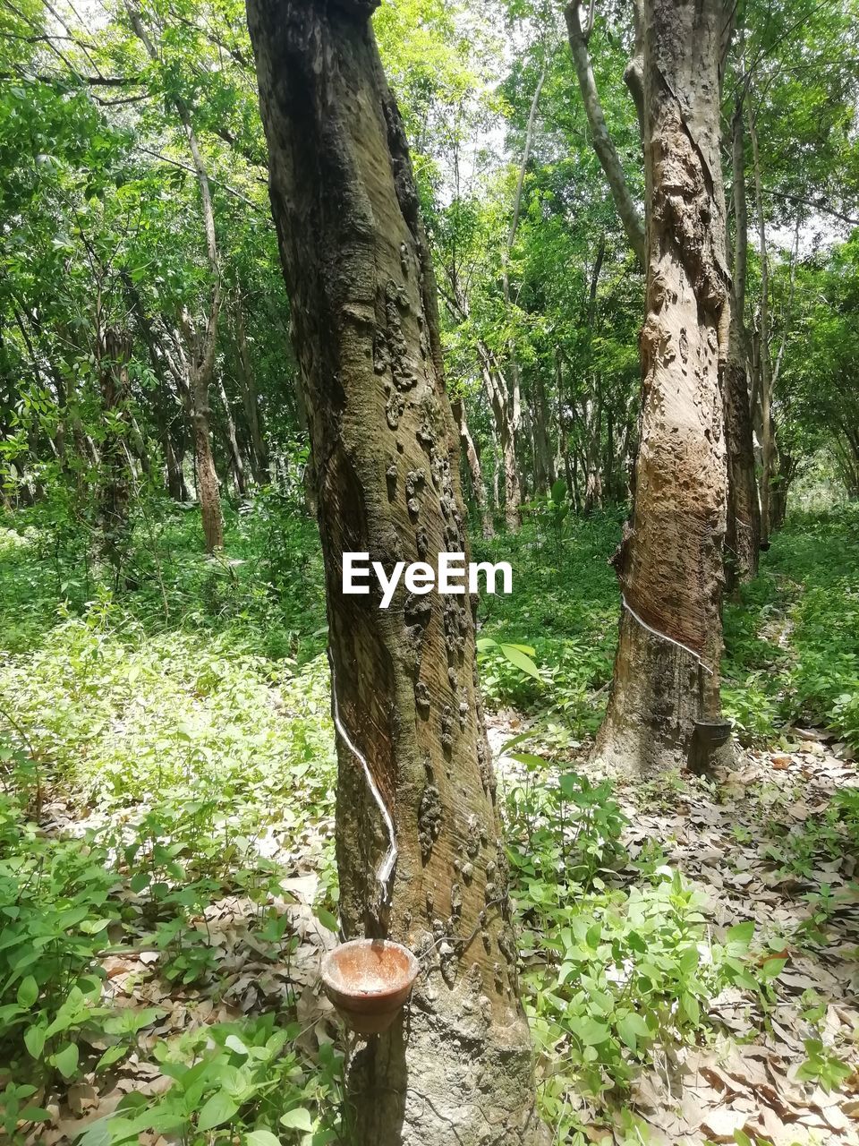 VIEW OF TREE TRUNK ON FIELD