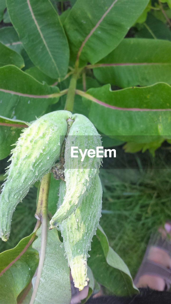 CLOSE-UP OF PLANT