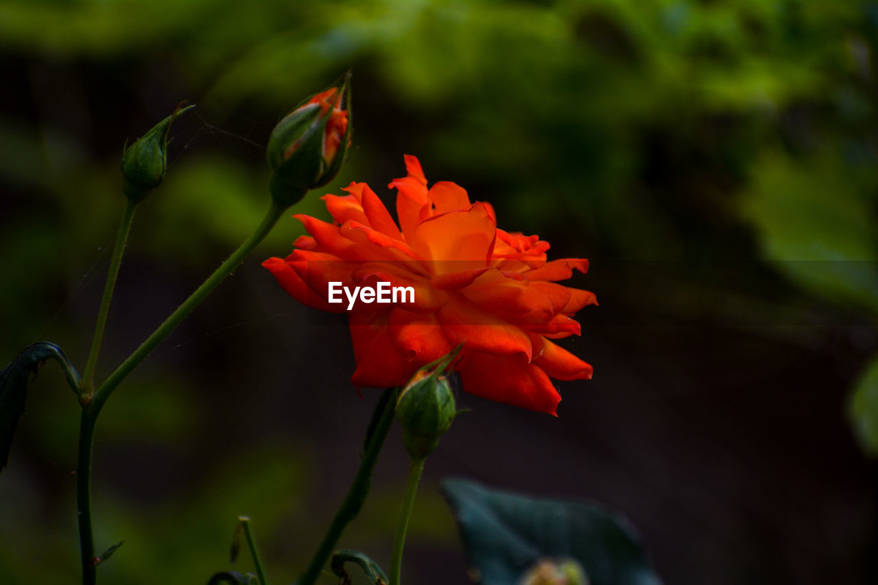 Close-up of red flowering plant