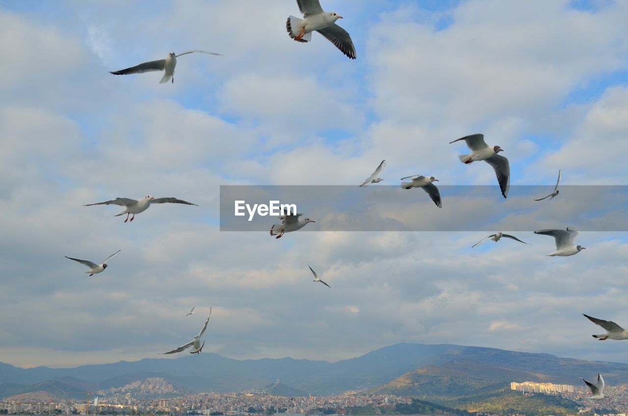 BIRDS FLYING IN SKY