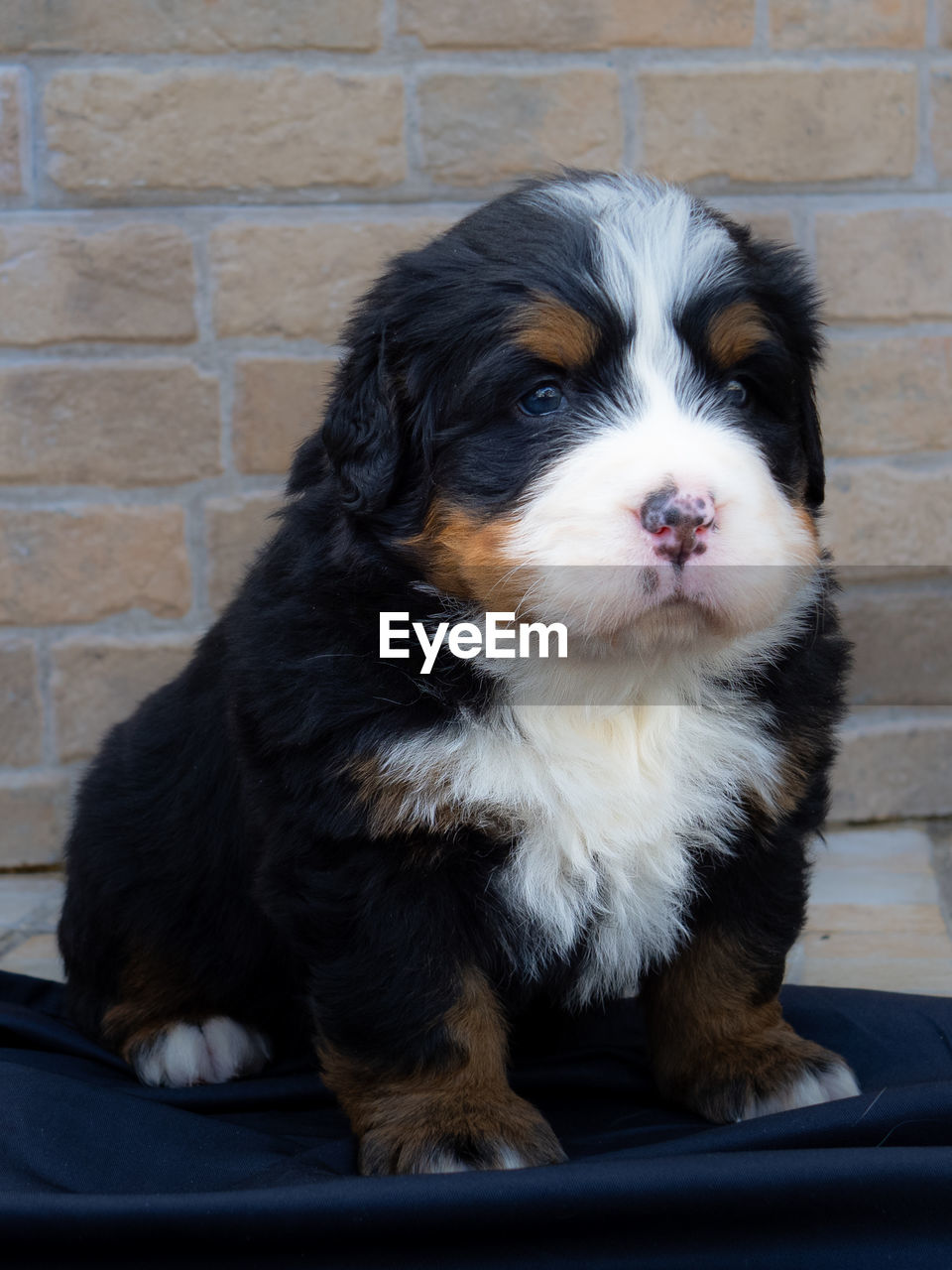 pet, dog, one animal, mammal, domestic animals, animal themes, animal, canine, puppy, sitting, carnivore, no people, portrait, wall, brick, day, cute, spaniel