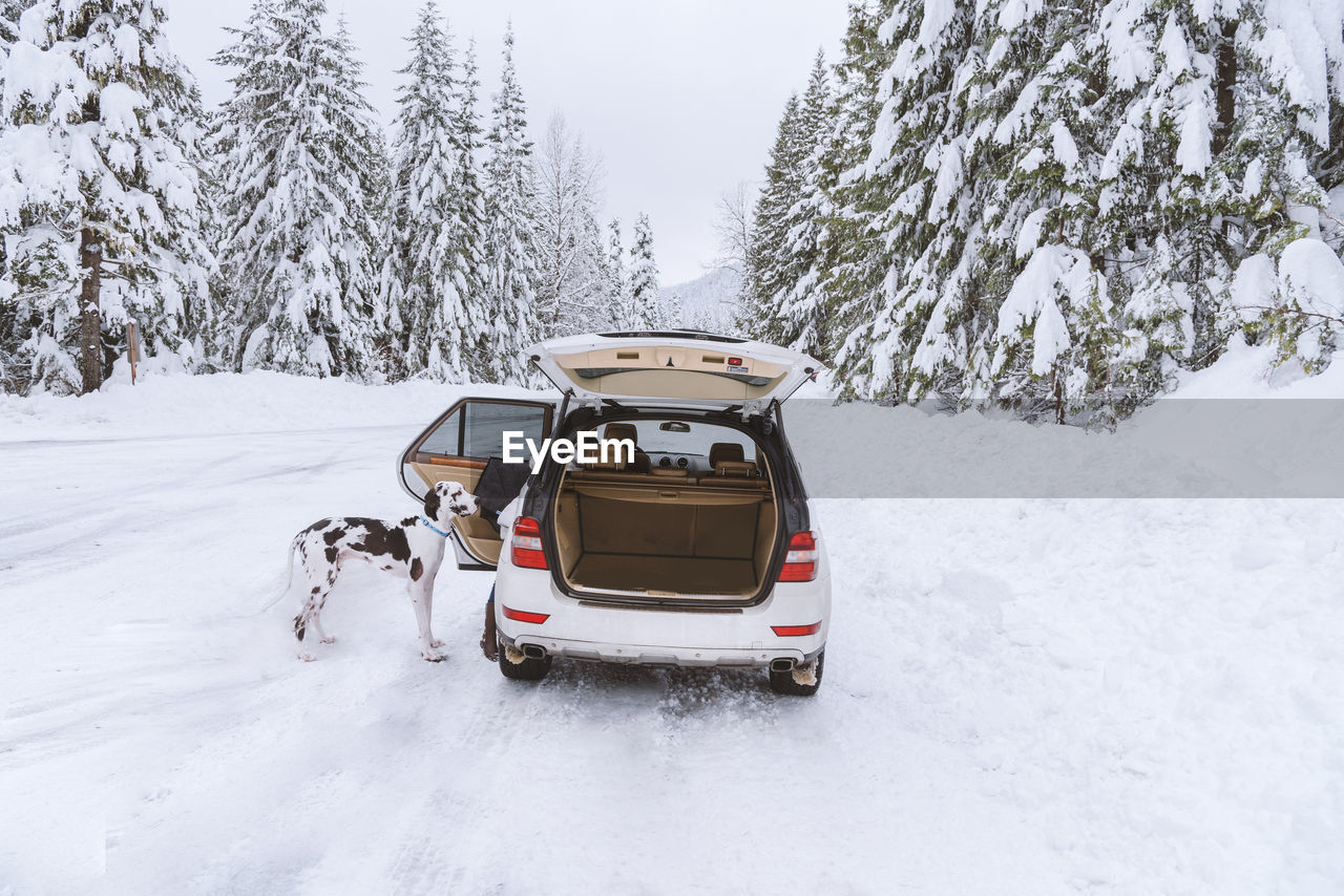 Dog waiting to hop into suv after romping in winter snow, mountain forest.