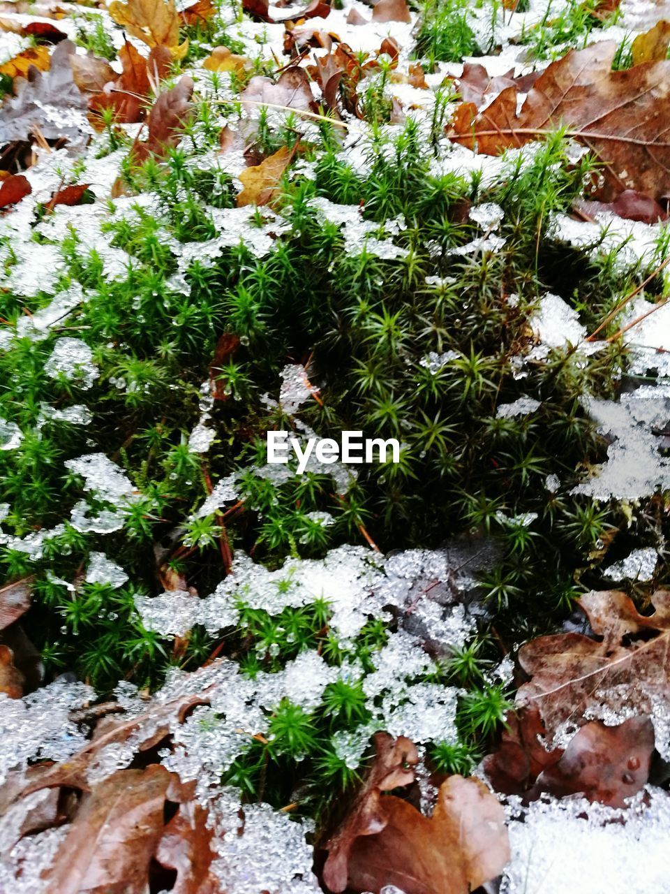 HIGH ANGLE VIEW OF FRESH GREEN PLANTS