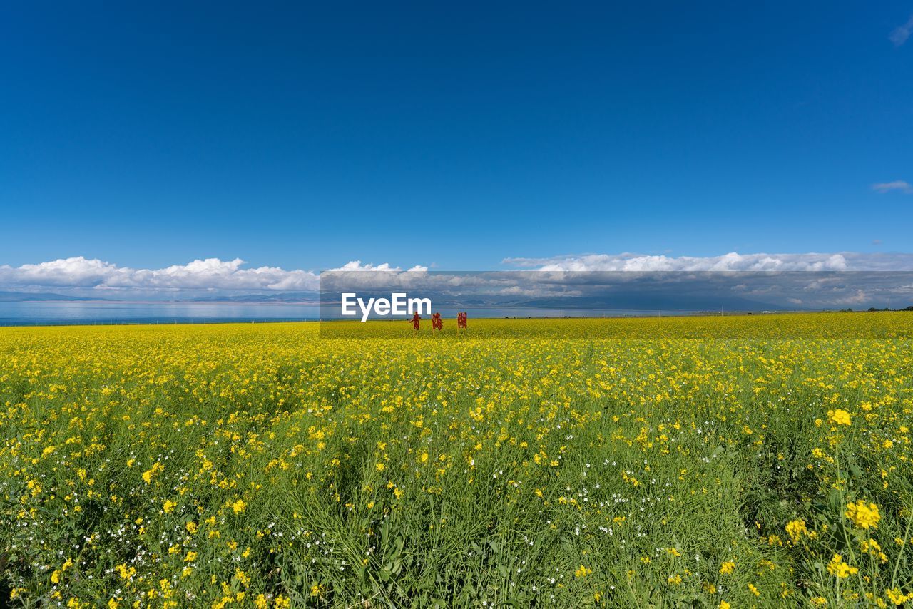 YELLOW FLOWERING PLANTS ON FIELD AGAINST SKY