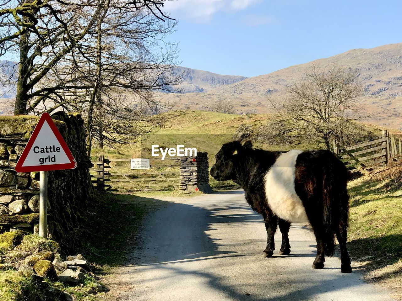 Cattle crossing 