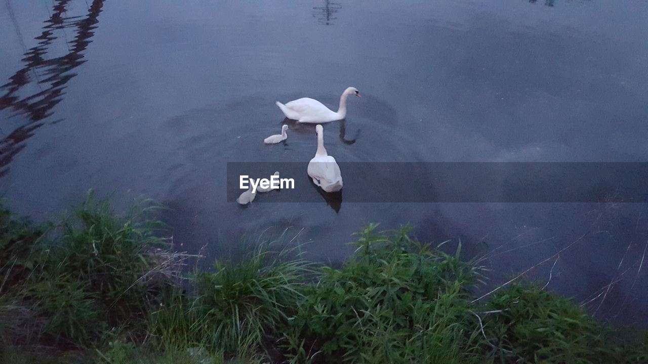 VIEW OF LAKE WITH TREES IN BACKGROUND