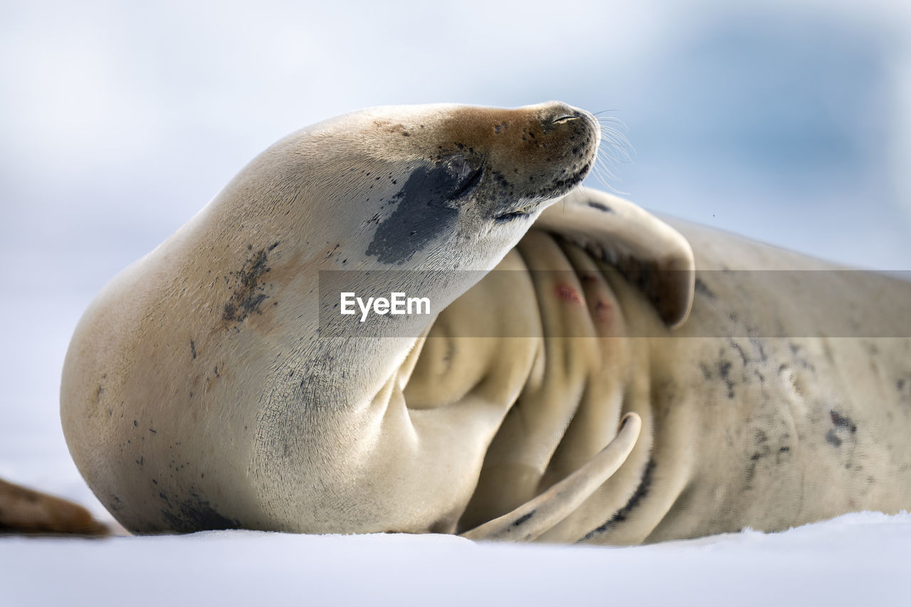 Close-up of crabeater seal resting on ice