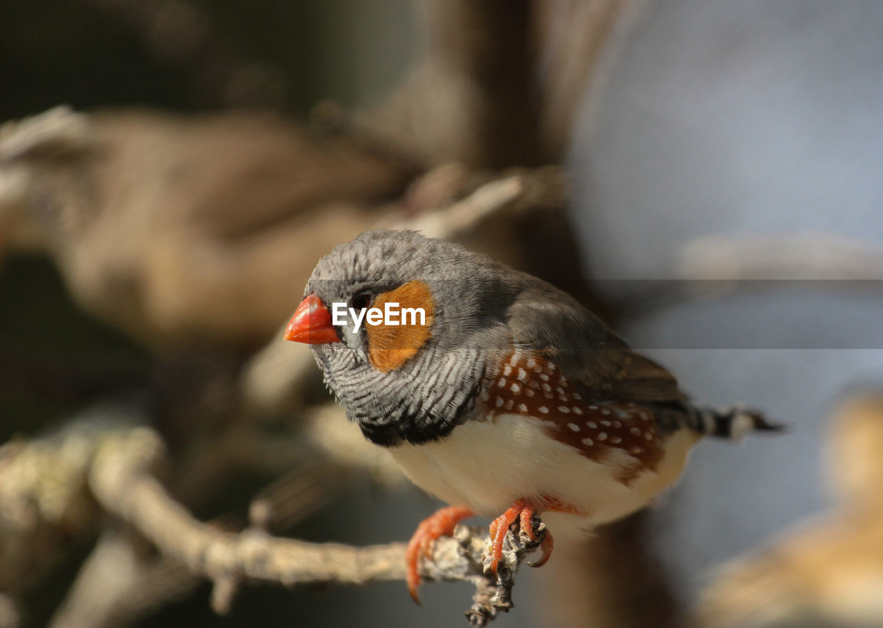 Zebra finch male