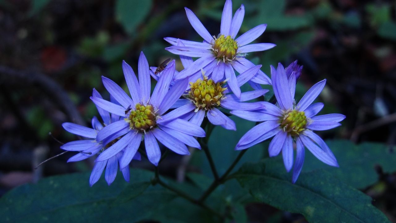 Close-up view of flowers