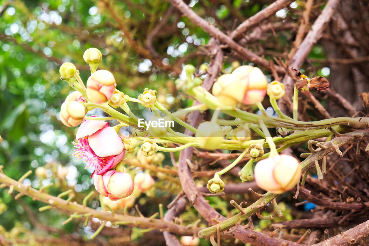 CLOSE-UP OF FLOWERS ON TREE