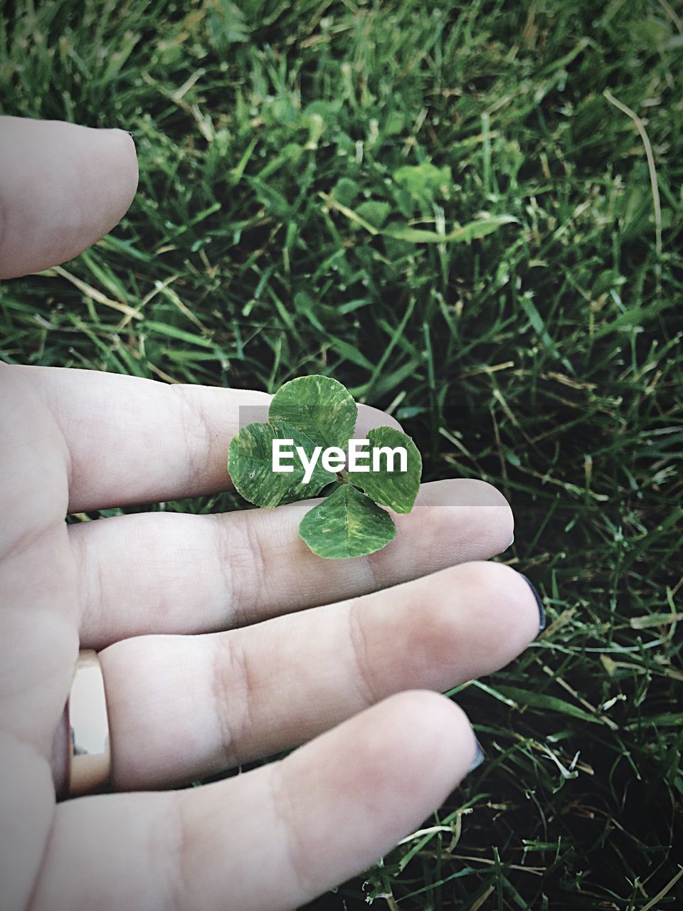 Cropped hand of woman holding plants