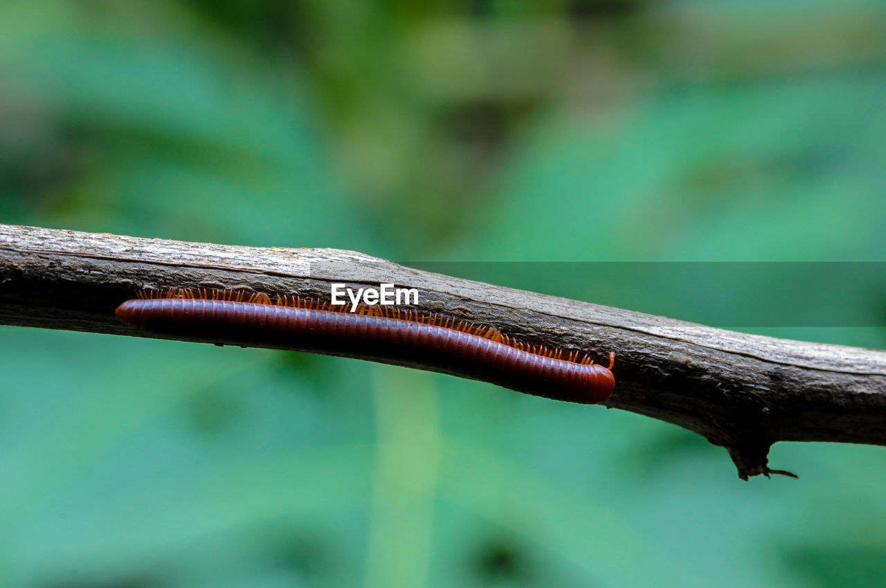 Two millipedes hanging on the branch outdoor in the forest