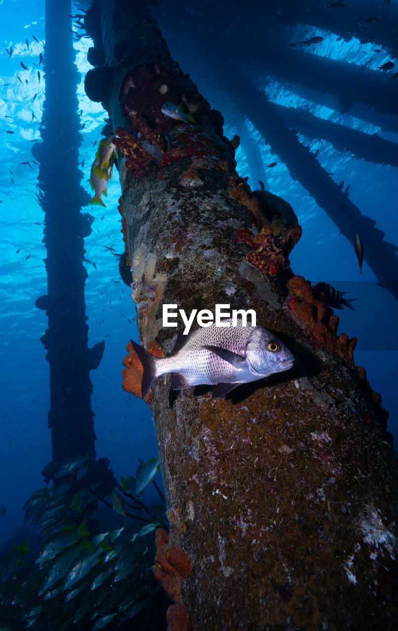 VIEW OF FISH SWIMMING IN SEA