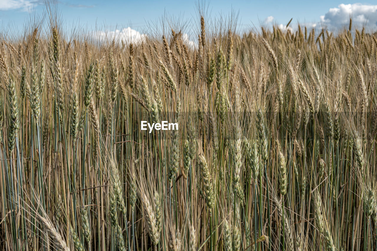 CLOSE-UP OF STALKS IN FIELD