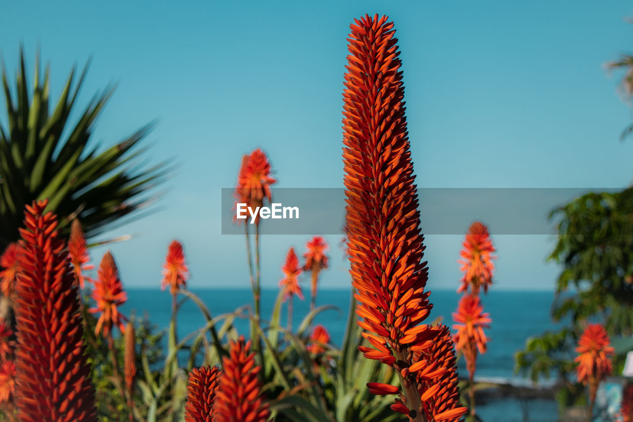 CLOSE-UP OF FLOWERING PLANTS AGAINST SKY