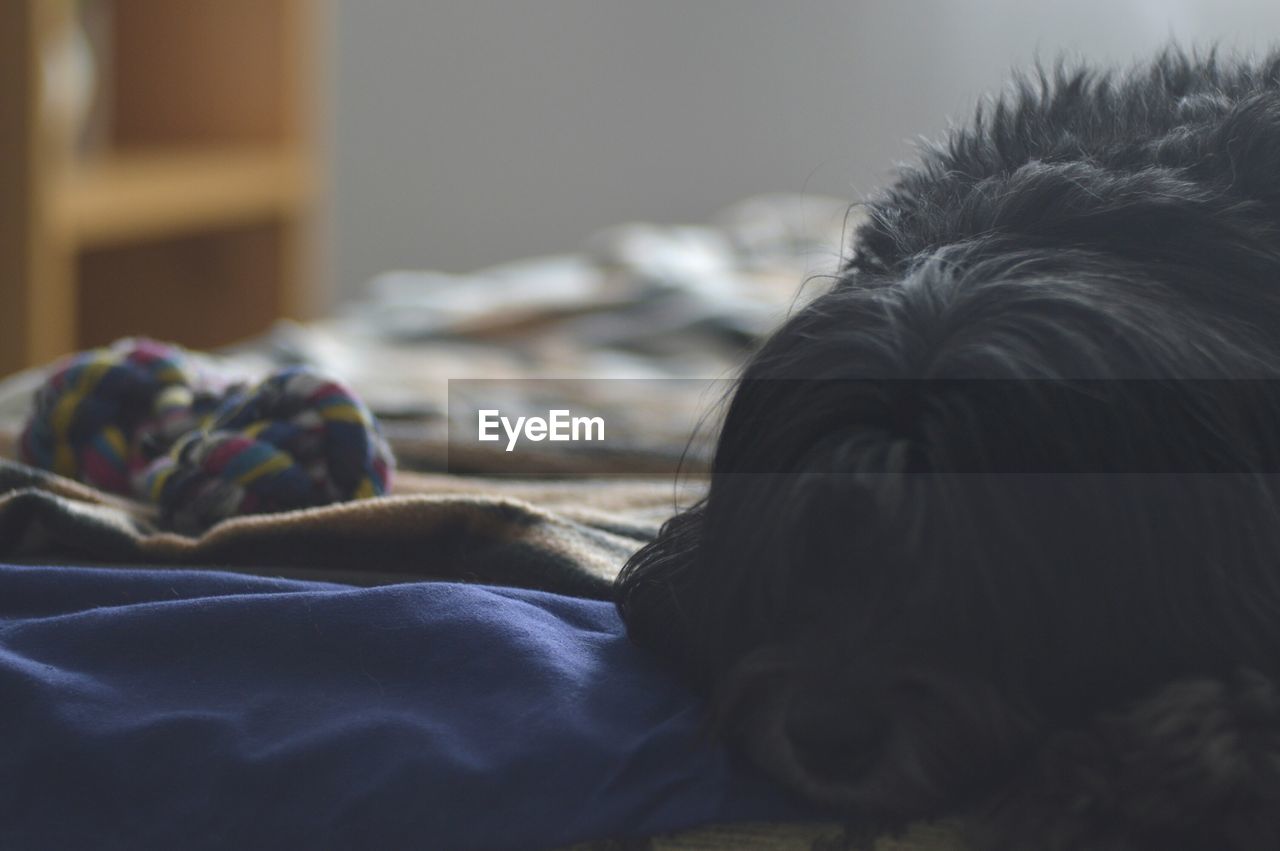 CLOSE-UP OF DOG RELAXING AT HOME