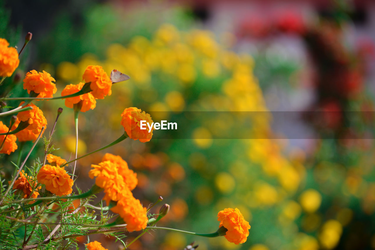 CLOSE-UP OF YELLOW FLOWERING PLANTS