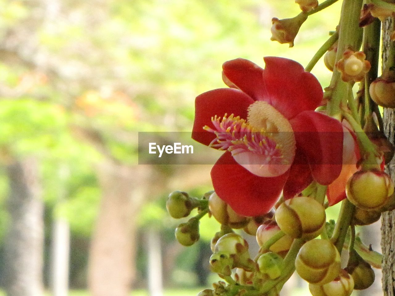 Close-up of pink flower blooming outdoors