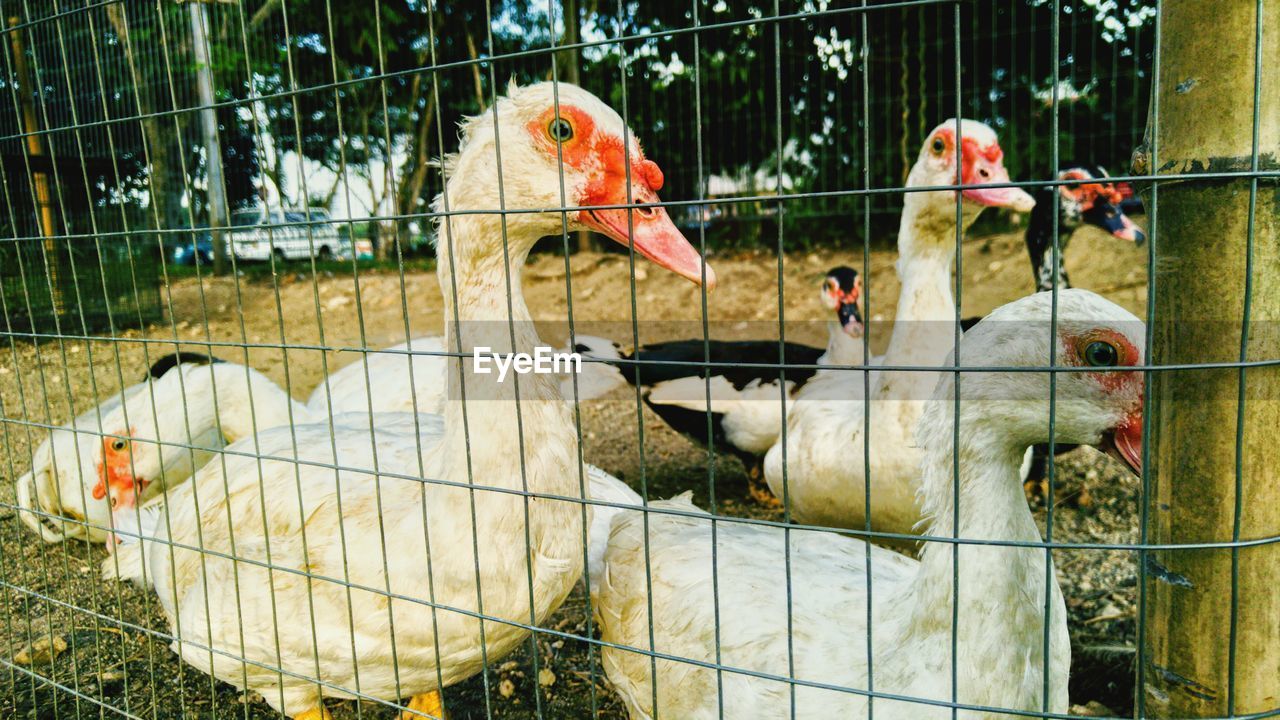 Ducks behind fence on field