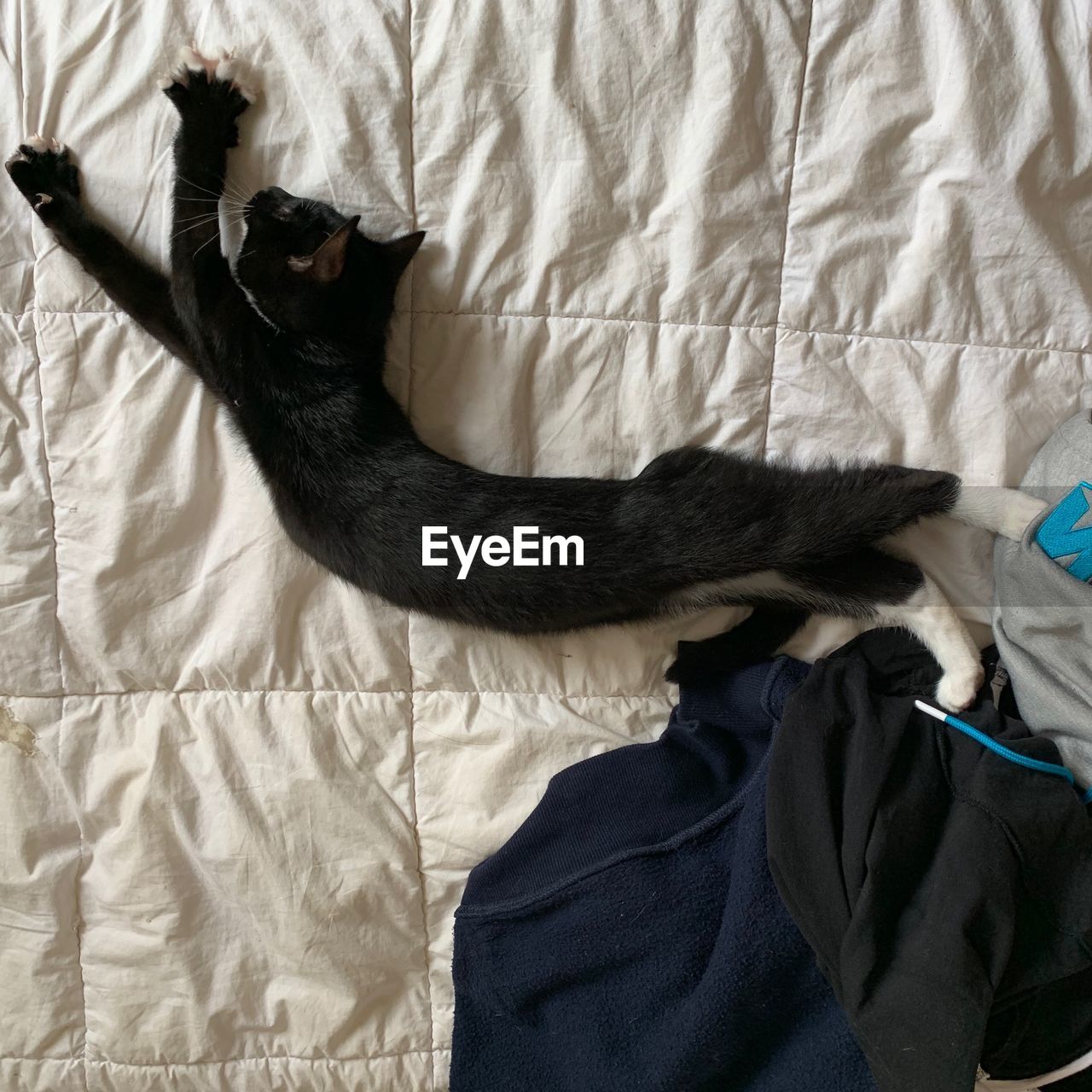 HIGH ANGLE VIEW OF CAT RESTING ON BED