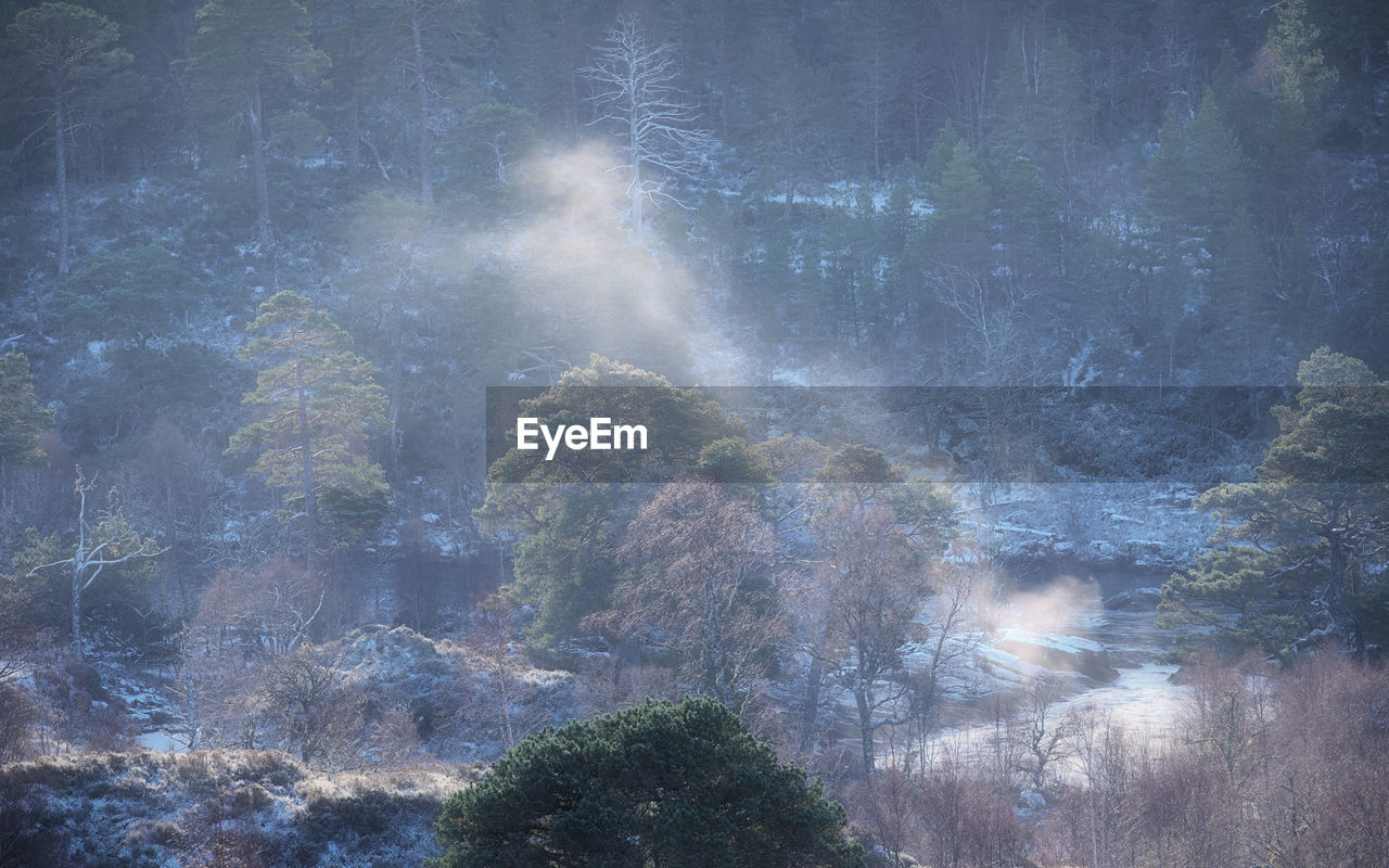 tree, beauty in nature, nature, environment, plant, scenics - nature, no people, land, forest, sky, sunlight, tranquility, landscape, outdoors, fog, mountain, reflection, water