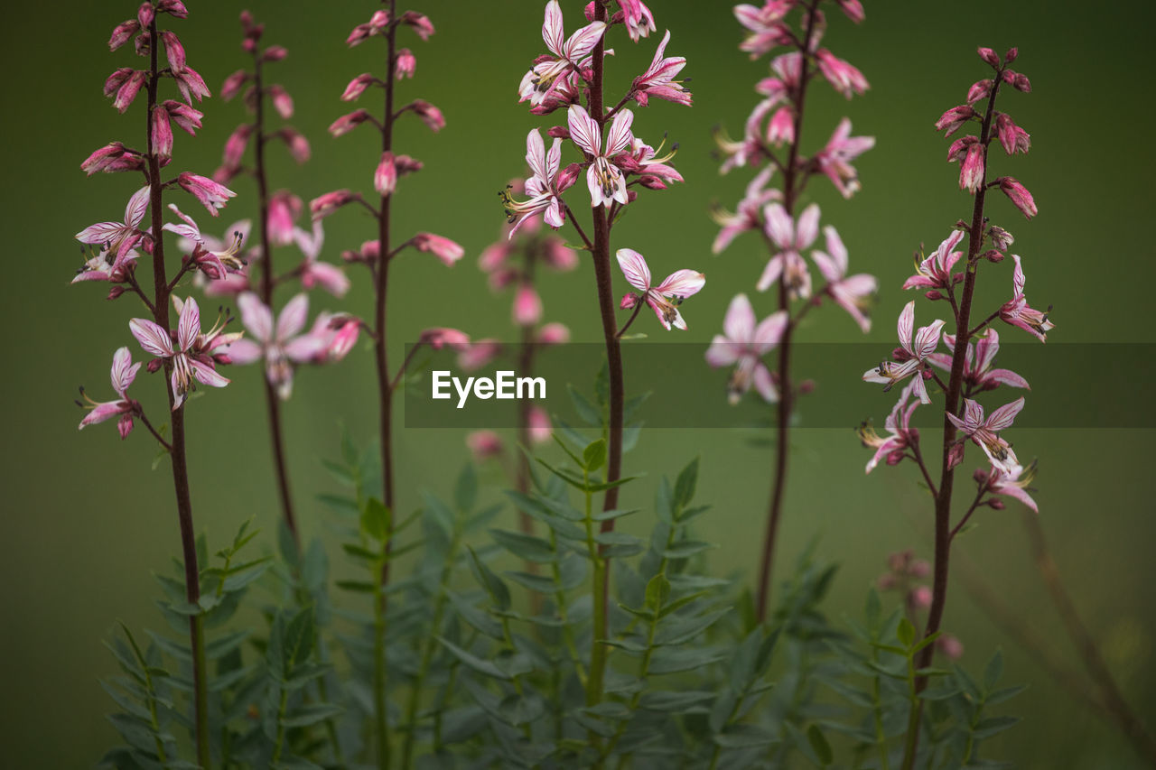 Spring flowers.