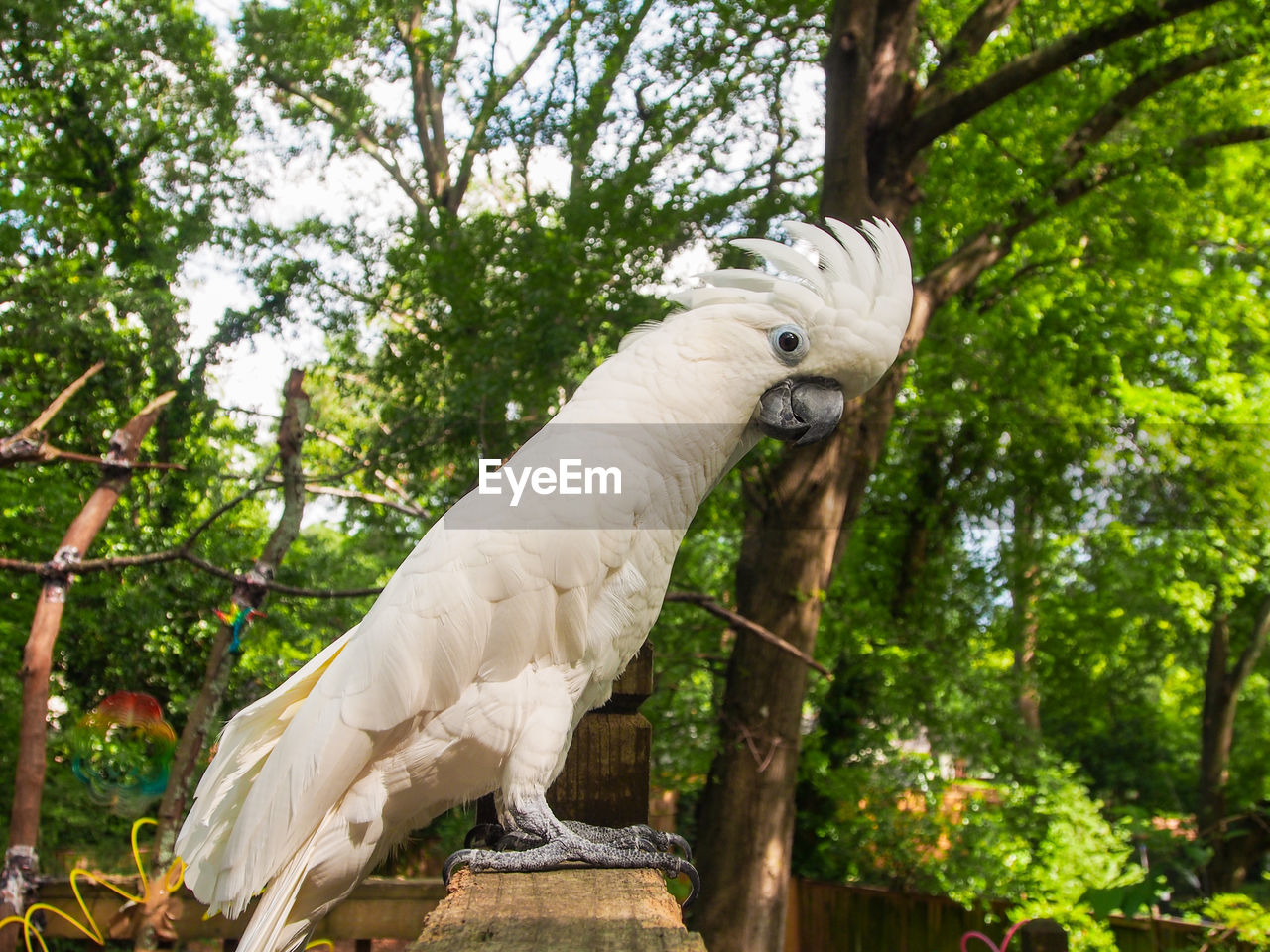 LOW ANGLE VIEW OF PEACOCK PERCHING ON BRANCH