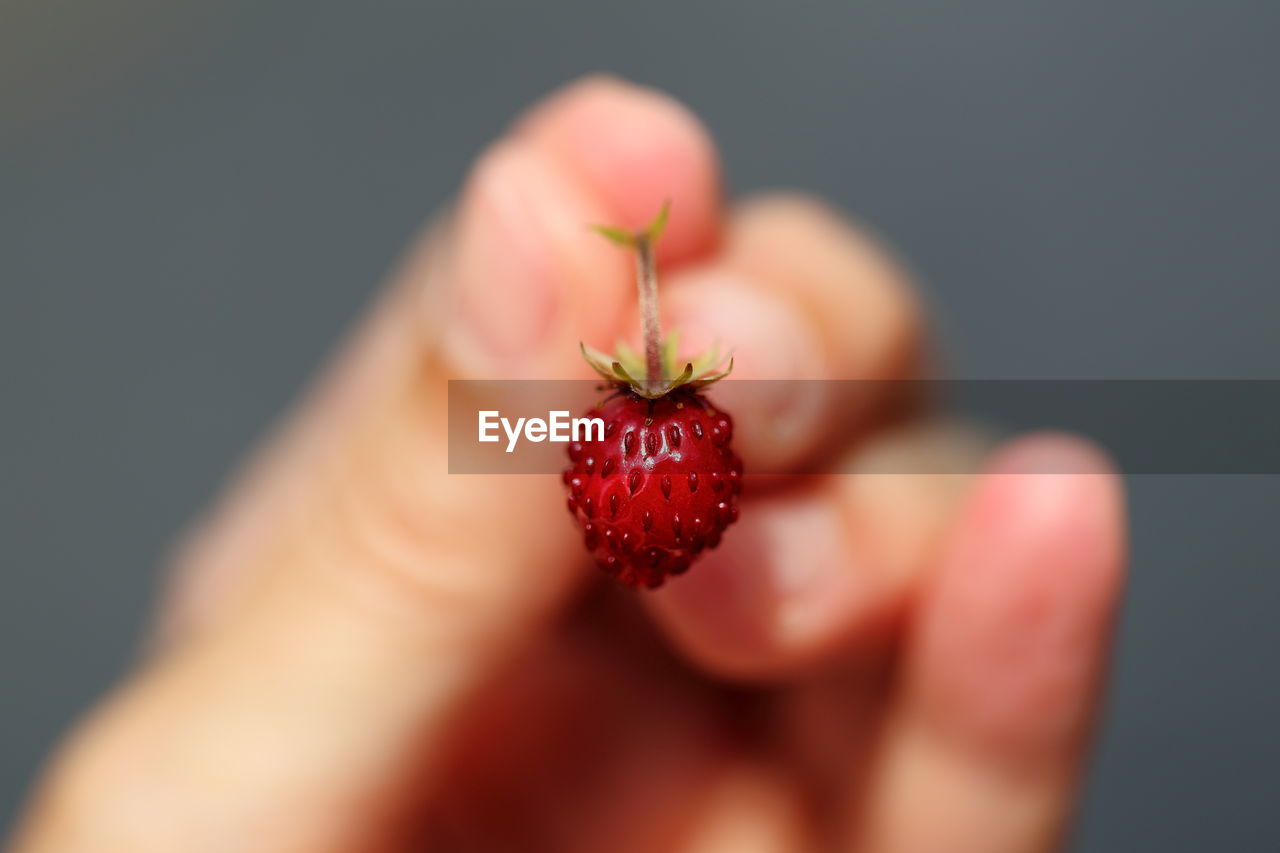 CLOSE-UP OF WOMAN HAND HOLDING STRAWBERRY