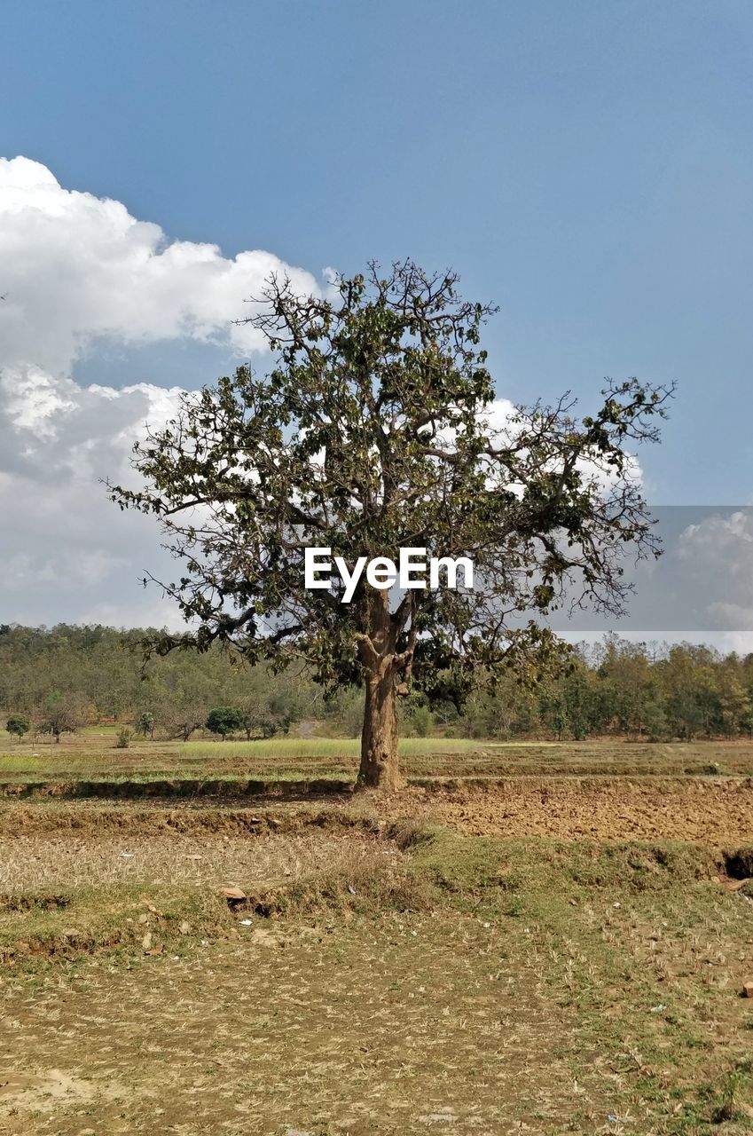 TREE ON FIELD BY LAND AGAINST SKY