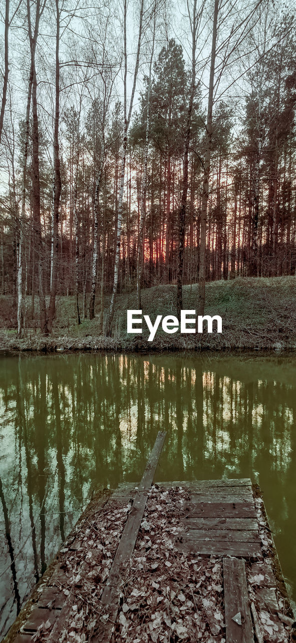 REFLECTION OF TREES IN LAKE