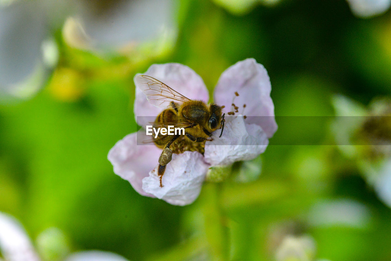 Close-up of bee pollinating on flower