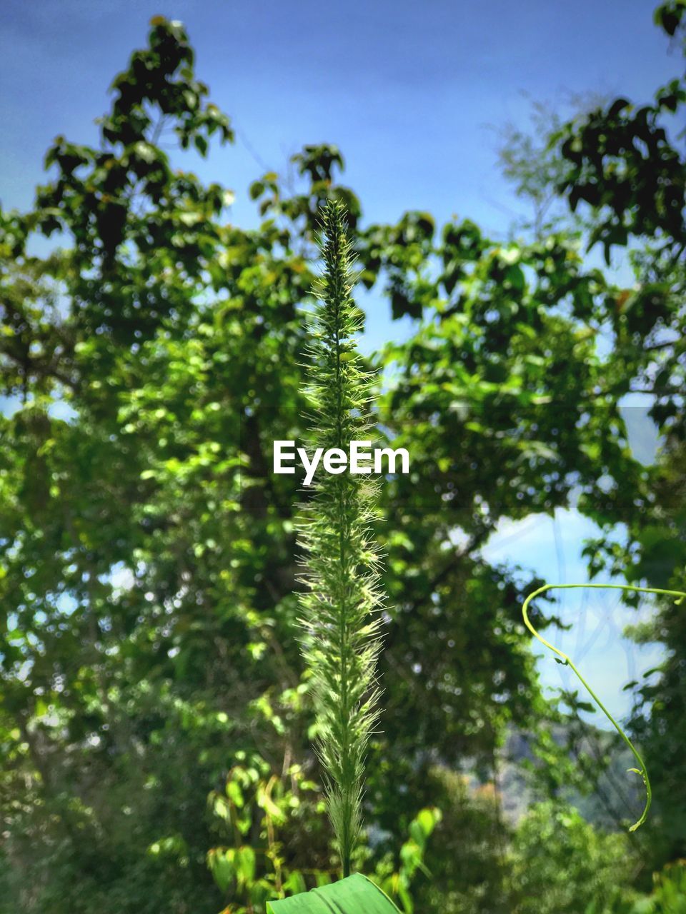 CLOSE-UP OF FRESH PLANTS AGAINST CLEAR SKY