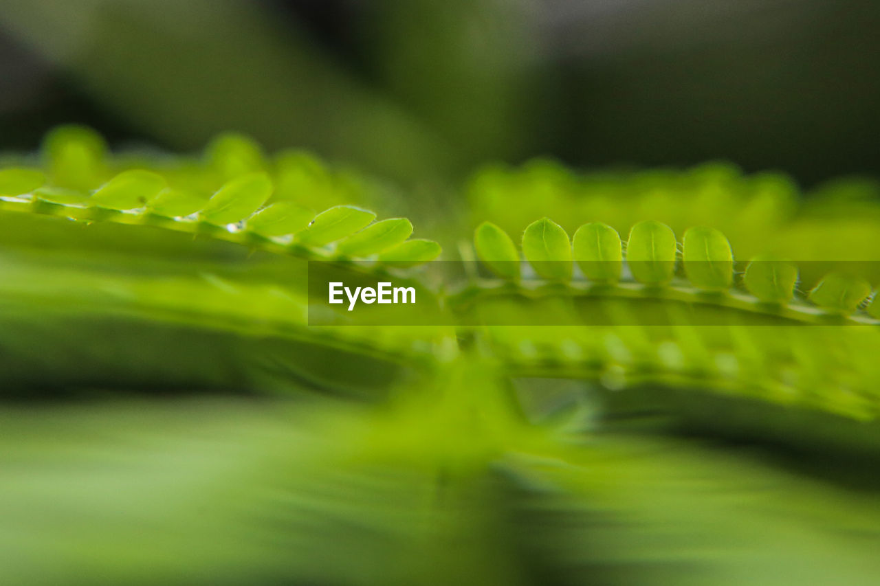 Close-up of fern