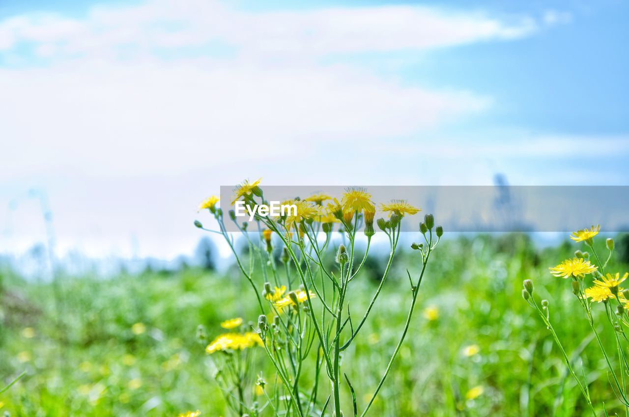 Close-up of yellow flowers growing in field against sky