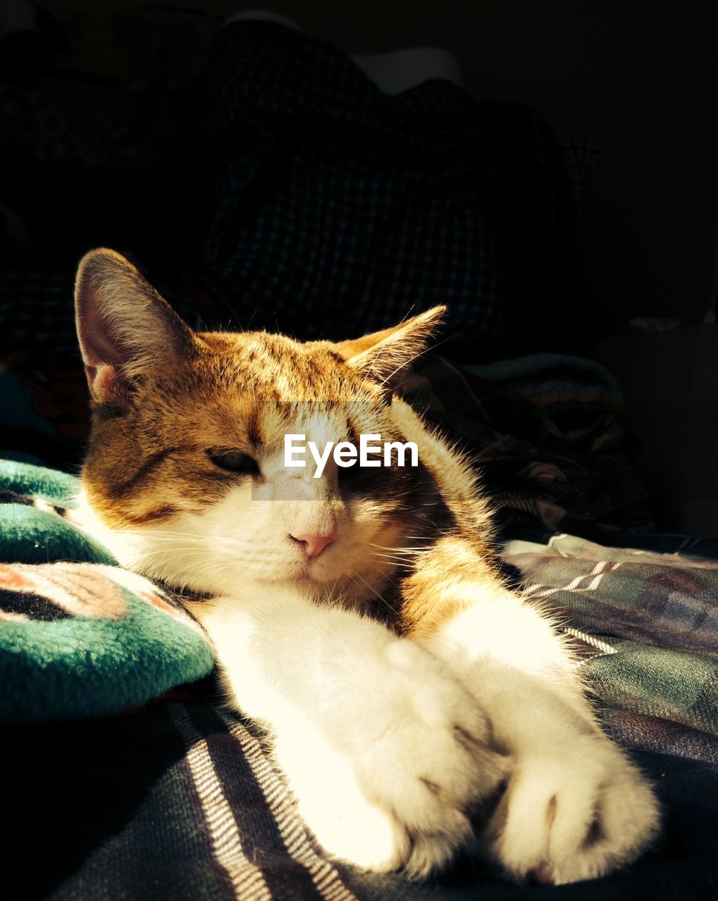 Close-up of a cat sleeping