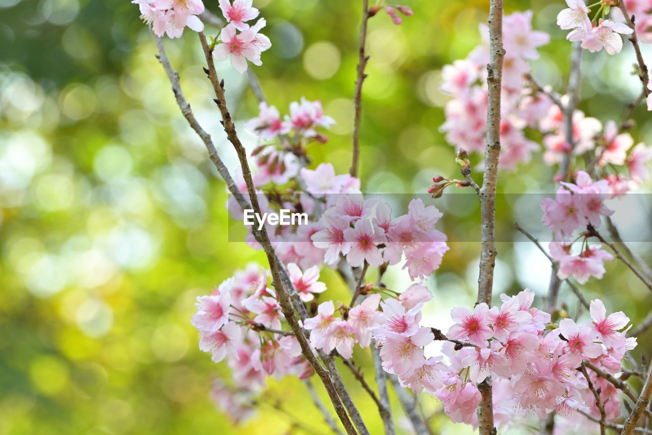 plant, flower, flowering plant, beauty in nature, freshness, pink, springtime, fragility, tree, blossom, nature, branch, growth, close-up, produce, no people, spring, focus on foreground, flower head, outdoors, cherry blossom, petal, inflorescence, day, botany, cherry tree, selective focus, twig, plant part, fruit tree, tranquility, leaf, environment, sunlight, food and drink, defocused