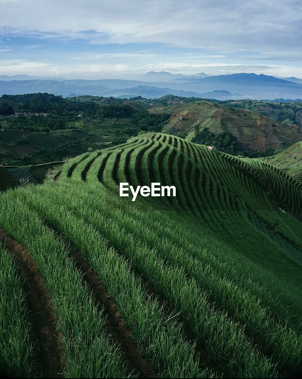 Rice fields on indonesian soil
