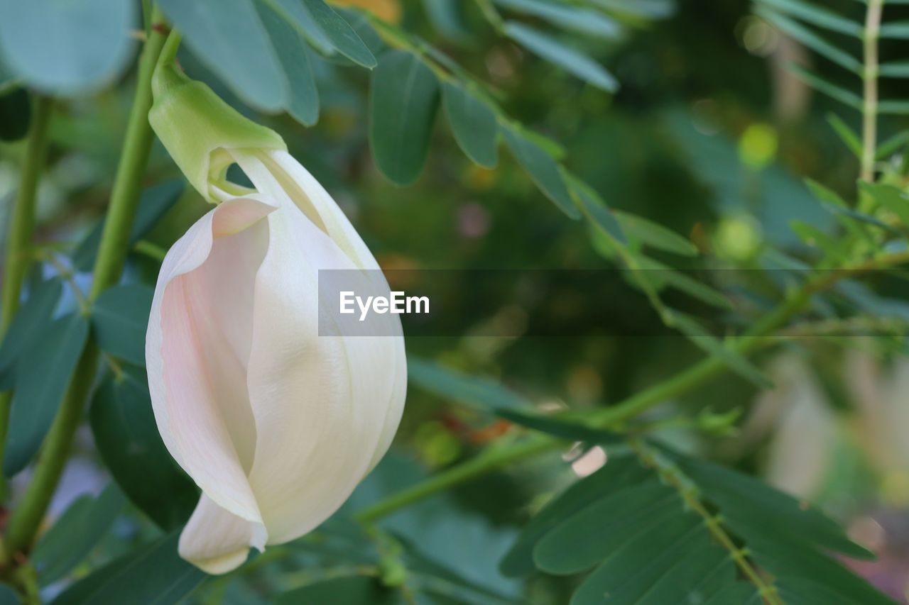 plant, flower, flowering plant, beauty in nature, growth, leaf, close-up, nature, freshness, plant part, petal, white, no people, fragility, flower head, inflorescence, focus on foreground, outdoors, tree, springtime, green, blossom, day