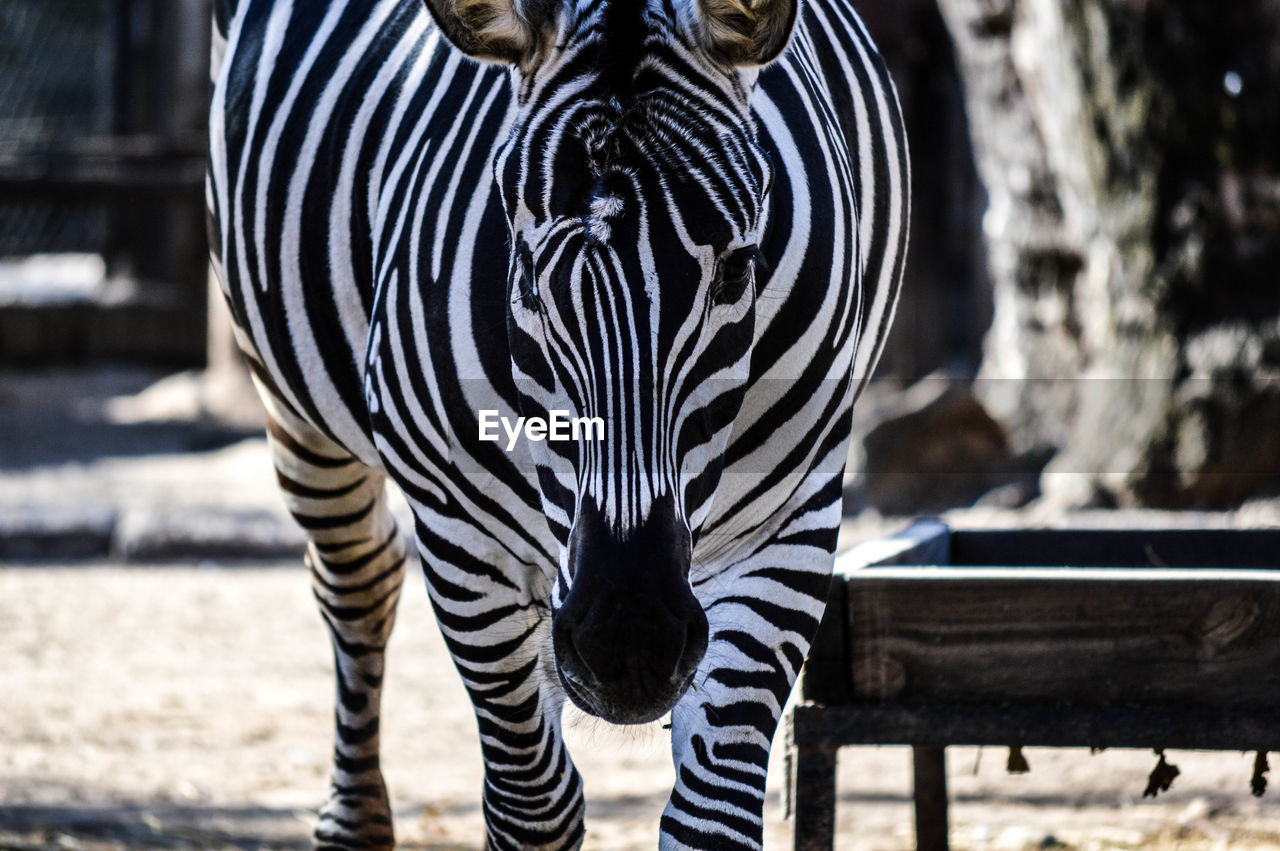 Close-up of zebra at zoo