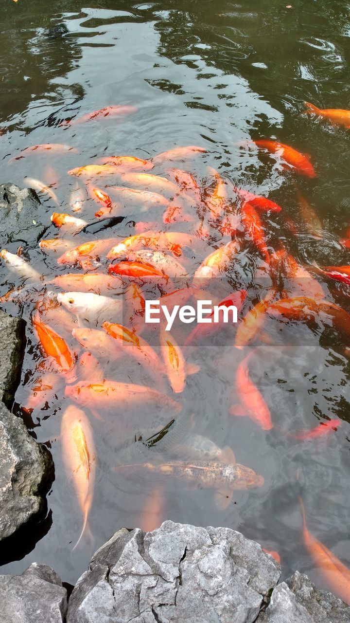 High angle view of koi carps swimming in pond