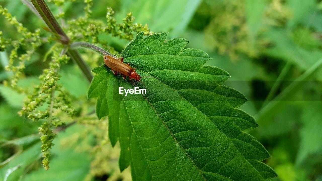 Close-up of insect on plant