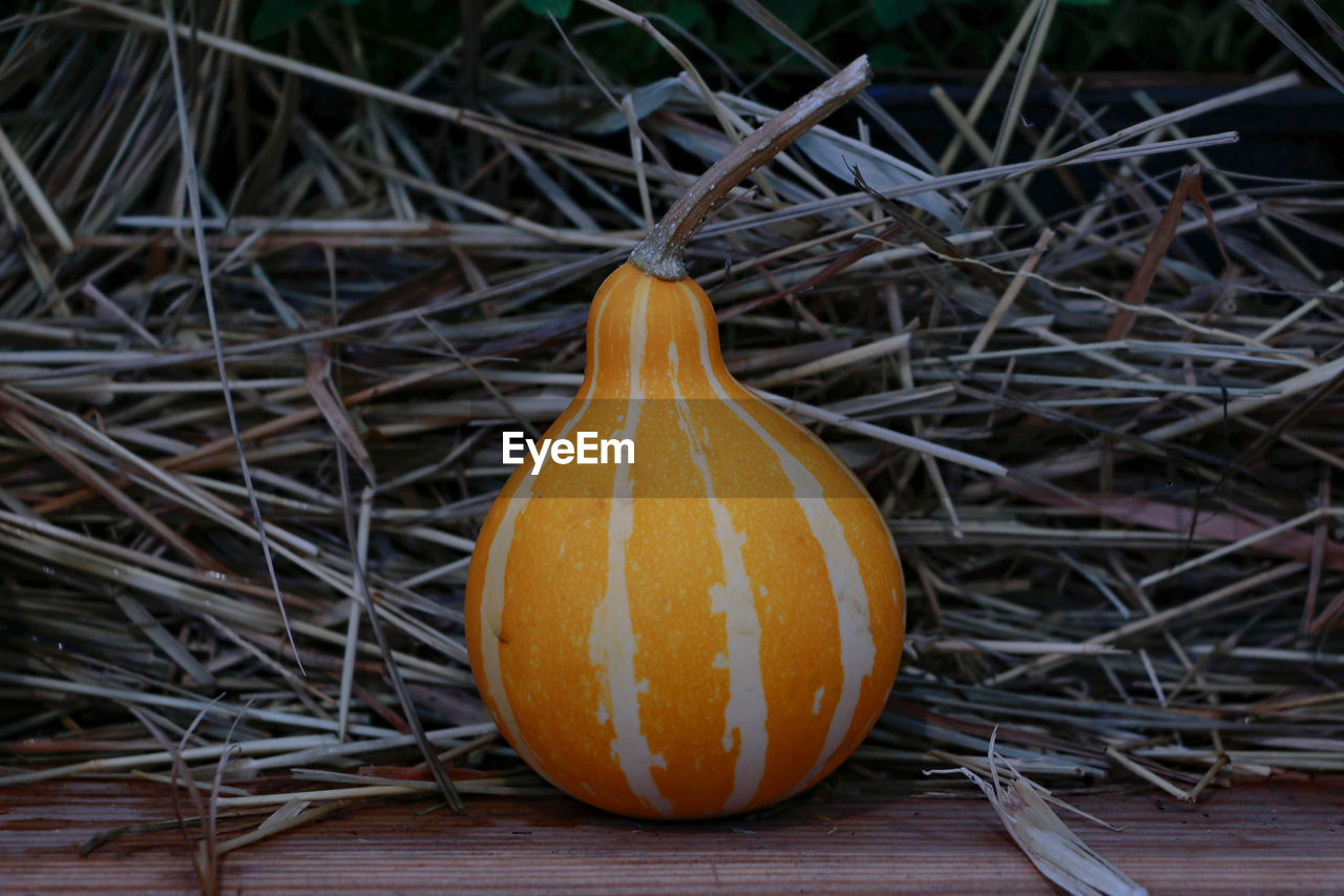 Close-up of pumpkin pumpkins on field