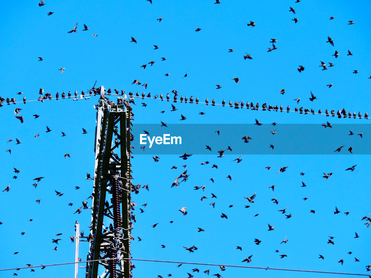 Low angle view of birds flying against blue sky