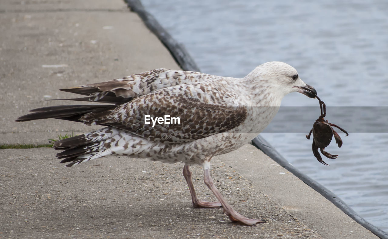 Close-up of bird