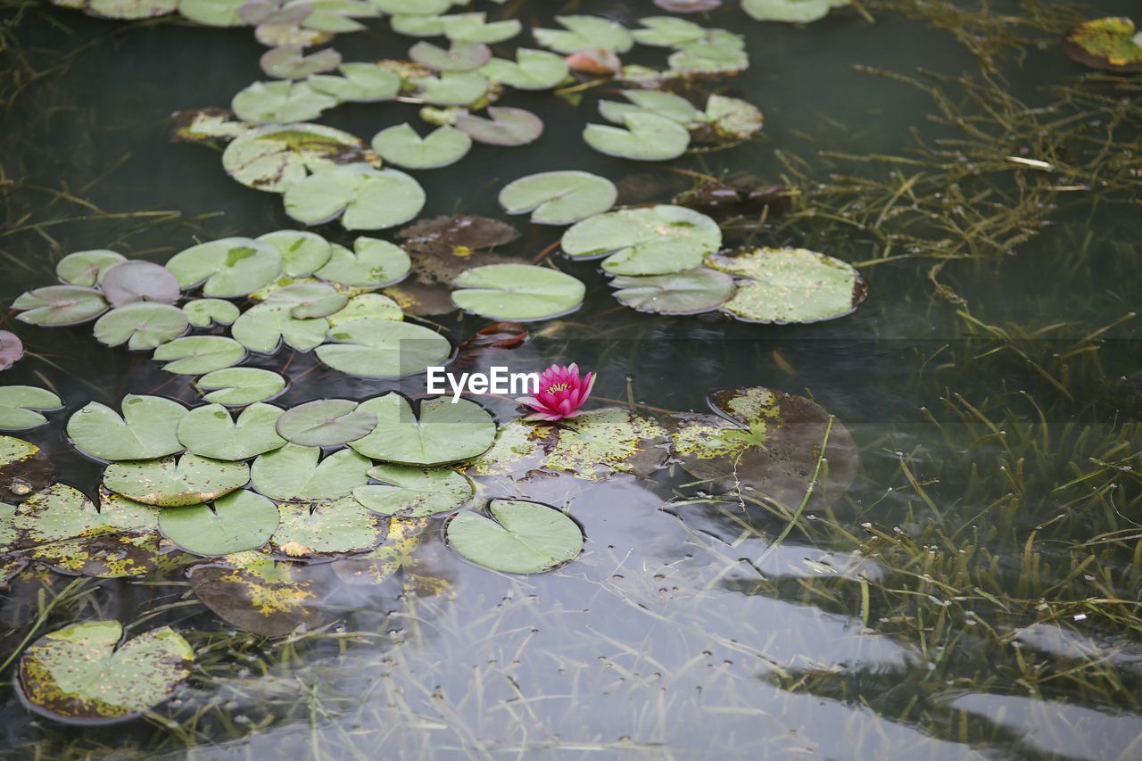 WATER LILIES IN LAKE