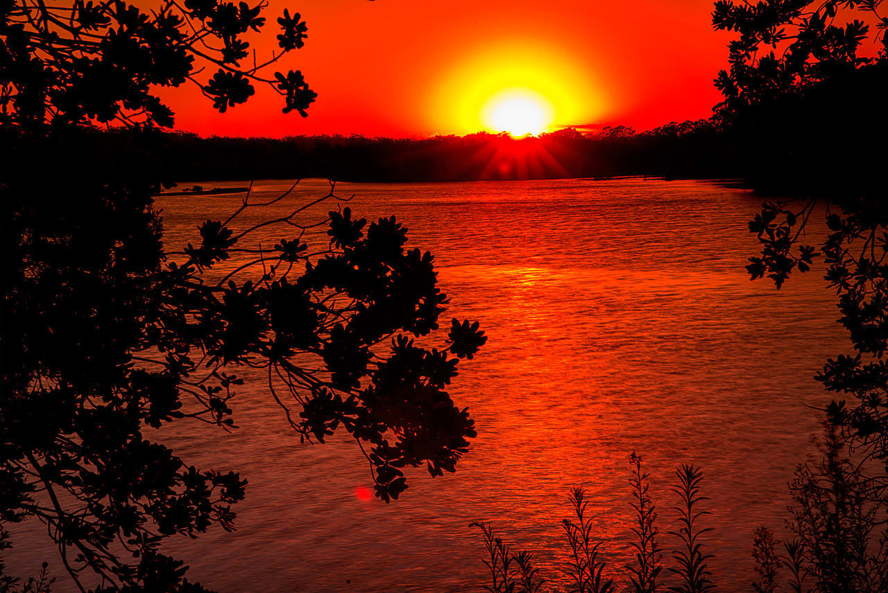 Silhouette trees growing at lakeshore during sunset